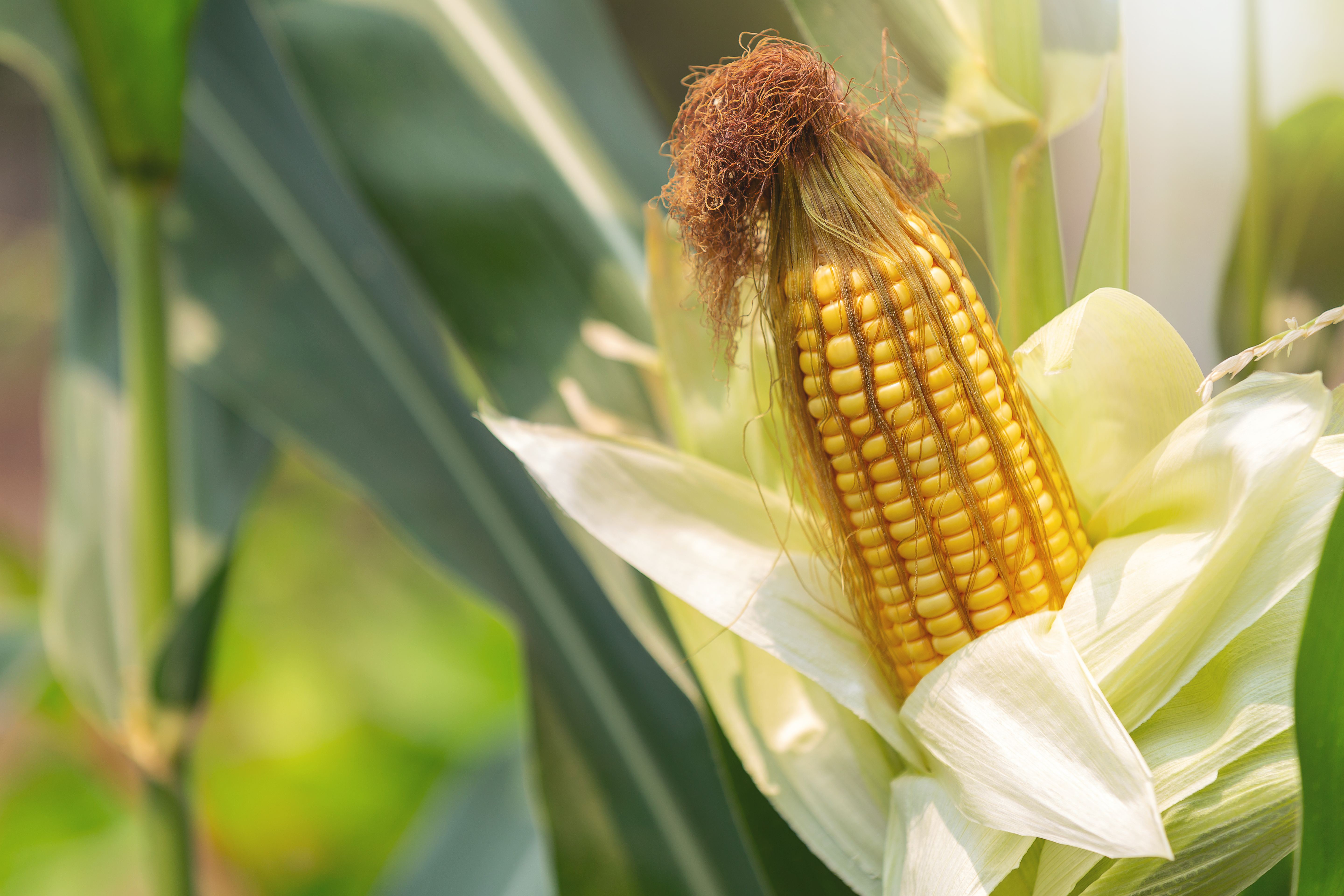 Maize